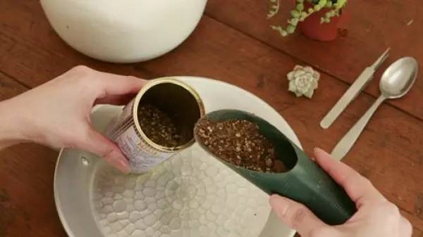 多肉植物移植到铁罐里，DIY清新盆栽的教程