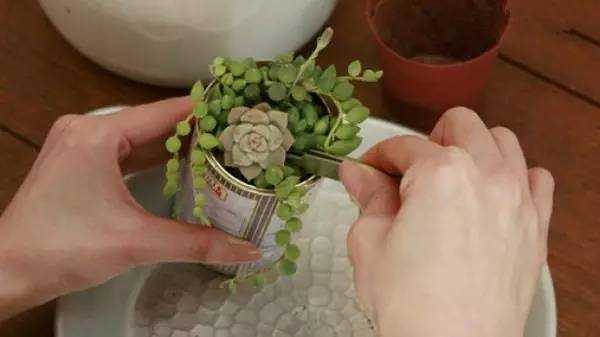 多肉植物移植到铁罐里，DIY清新盆栽的教程