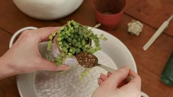 多肉植物移植到铁罐里，DIY清新盆栽的教程