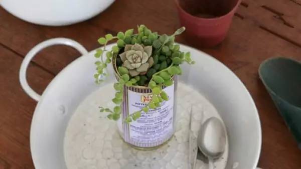 多肉植物移植到铁罐里，DIY清新盆栽的教程