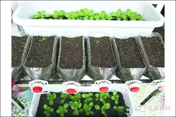 阳台种植自家有机菜，你家也能拥有！