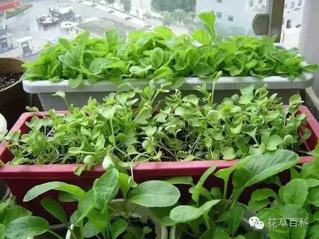阳台种植自家有机菜，你家也能拥有！