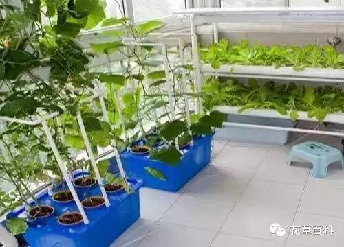 阳台种植自家有机菜，你家也能拥有！