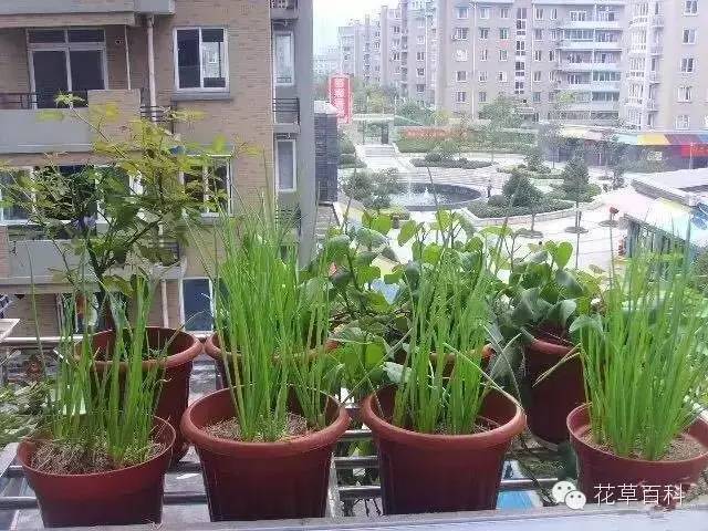 阳台种植自家有机菜，你家也能拥有！