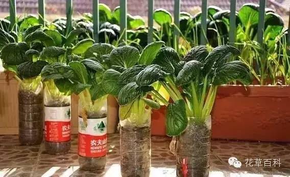 阳台种植自家有机菜，你家也能拥有！