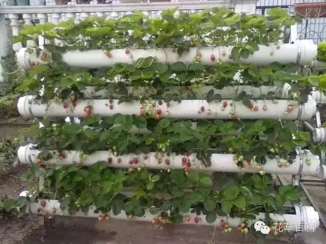 阳台种植自家有机菜，你家也能拥有！