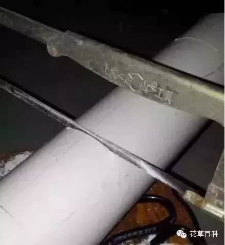 阳台种植自家有机菜，你家也能拥有！