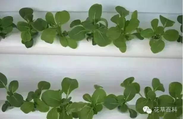 阳台种植自家有机菜，你家也能拥有！