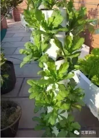 阳台种植自家有机菜，你家也能拥有！