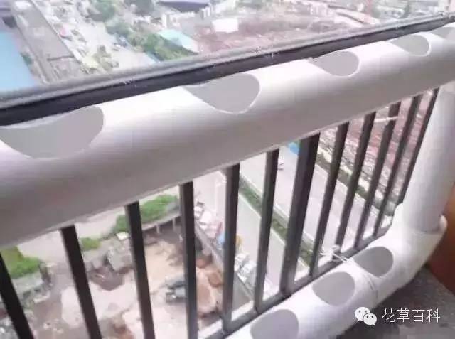 阳台种植自家有机菜，你家也能拥有！