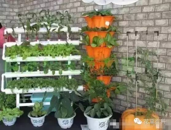 阳台种植自家有机菜，你家也能拥有！
