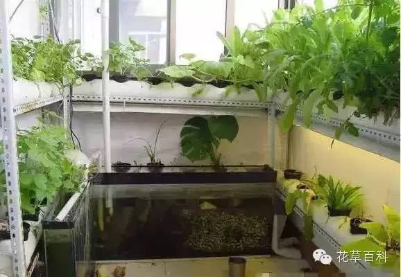 阳台种植自家有机菜，你家也能拥有！