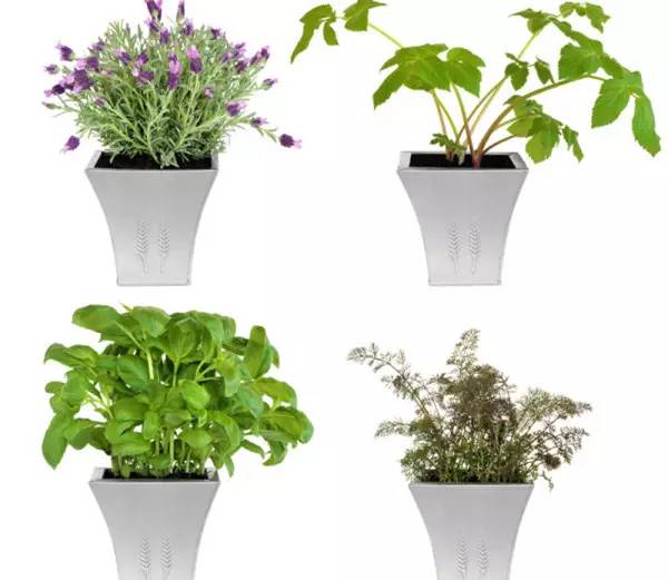 居家盆栽花卉修剪方法