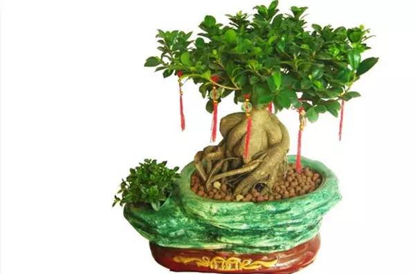 居家盆栽花卉修剪方法