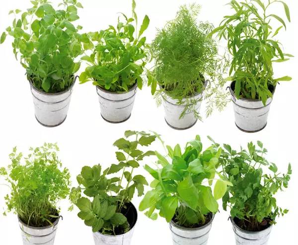 居家盆栽花卉修剪方法