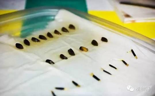 阳台种菜详细攻略