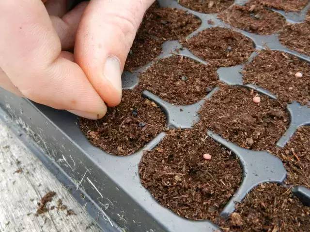 阳台种菜详细攻略