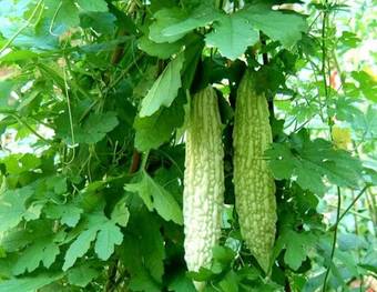 阳台种菜详细攻略