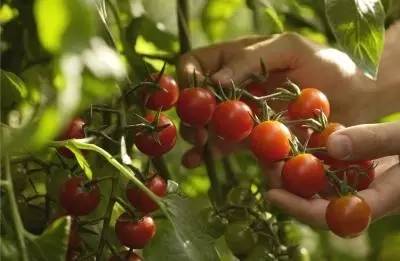 阳台种菜详细攻略