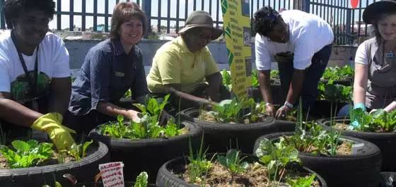 阳台种菜详细攻略
