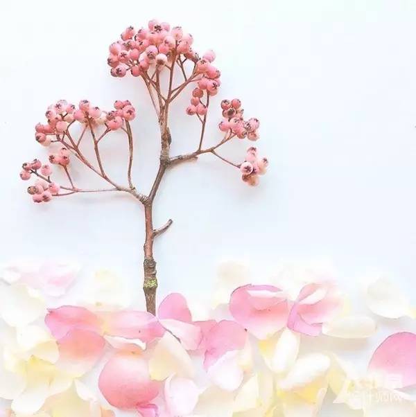 这才是玩植物的最高境界，太美了！