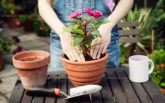新买盆栽的管理要点及养殖方法