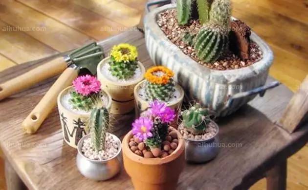 新买盆栽的管理要点及养殖方法