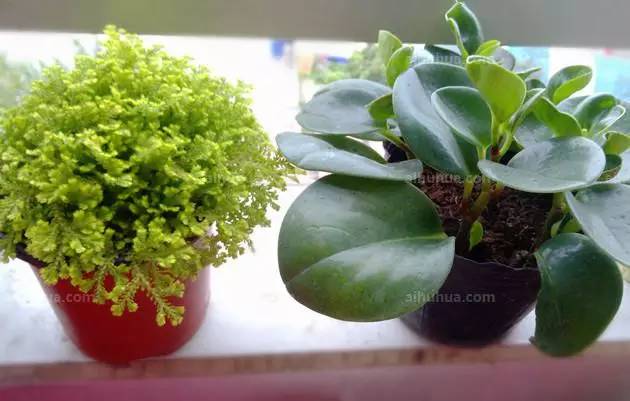 新买盆栽的管理要点及养殖方法