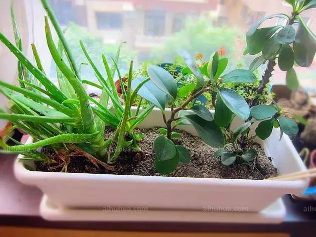 新买盆栽的管理要点及养殖方法