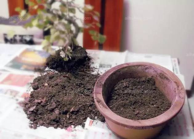 新买盆栽的管理要点及养殖方法