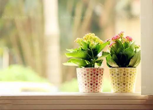 提高盆栽花卉周围空气湿度的方法