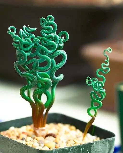 卖萌多半是天生的：6大萌植拯救湿哒哒的心情