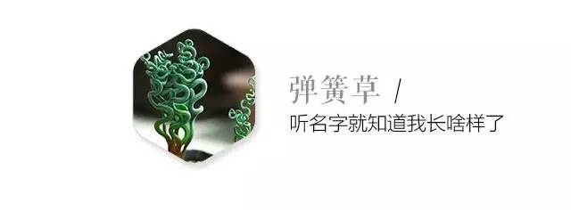 卖萌多半是天生的：6大萌植拯救湿哒哒的心情