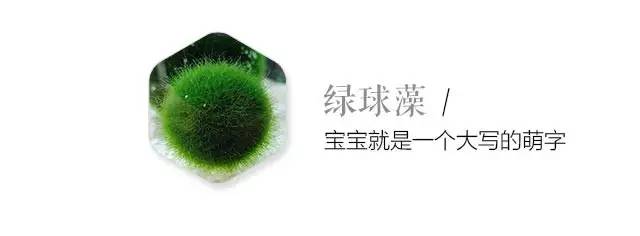 卖萌多半是天生的：6大萌植拯救湿哒哒的心情