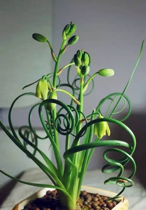 卖萌多半是天生的：6大萌植拯救湿哒哒的心情