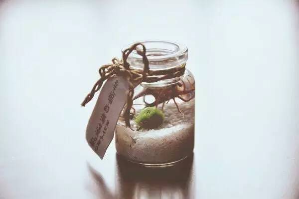 卖萌多半是天生的：6大萌植拯救湿哒哒的心情