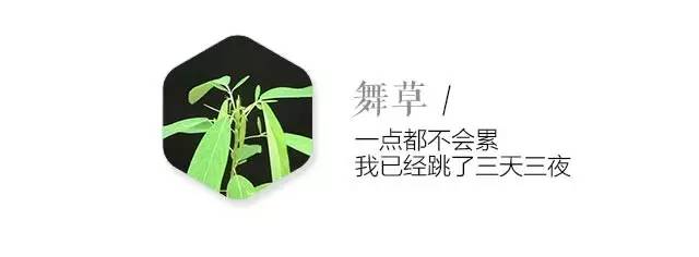 卖萌多半是天生的：6大萌植拯救湿哒哒的心情
