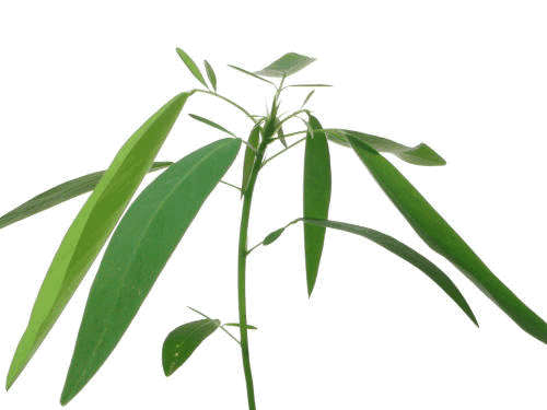 卖萌多半是天生的：6大萌植拯救湿哒哒的心情