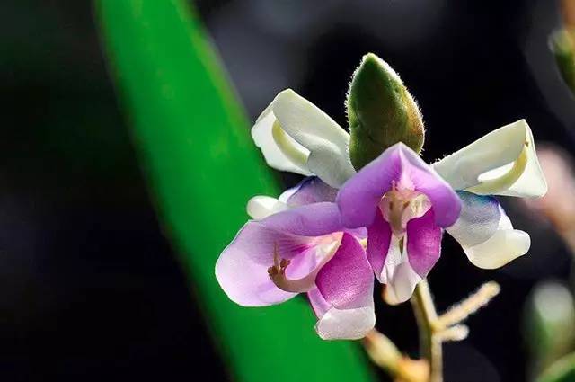 卖萌多半是天生的：6大萌植拯救湿哒哒的心情