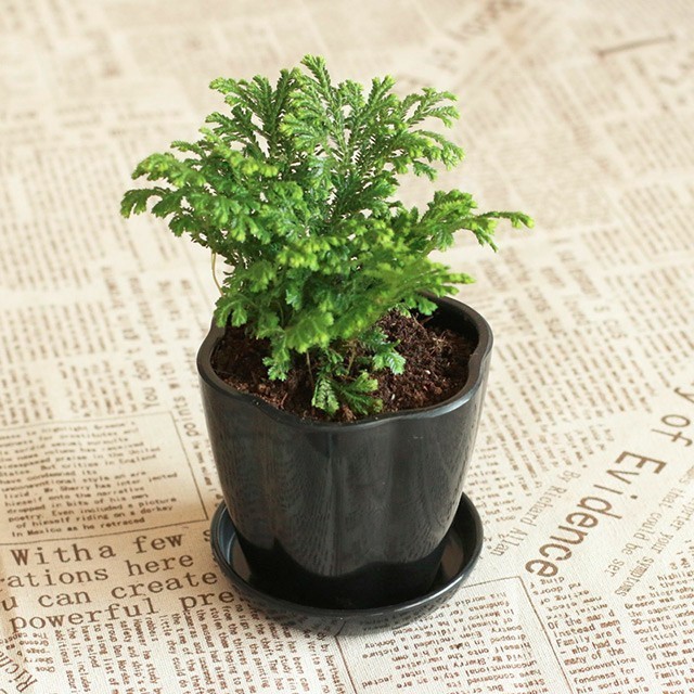 卖萌多半是天生的：6大萌植拯救湿哒哒的心情