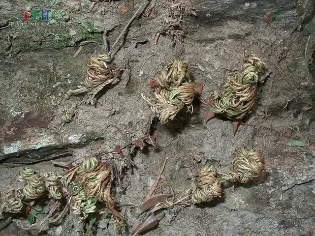 卖萌多半是天生的：6大萌植拯救湿哒哒的心情