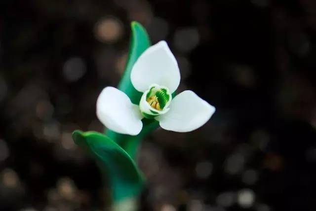 卖萌多半是天生的：6大萌植拯救湿哒哒的心情