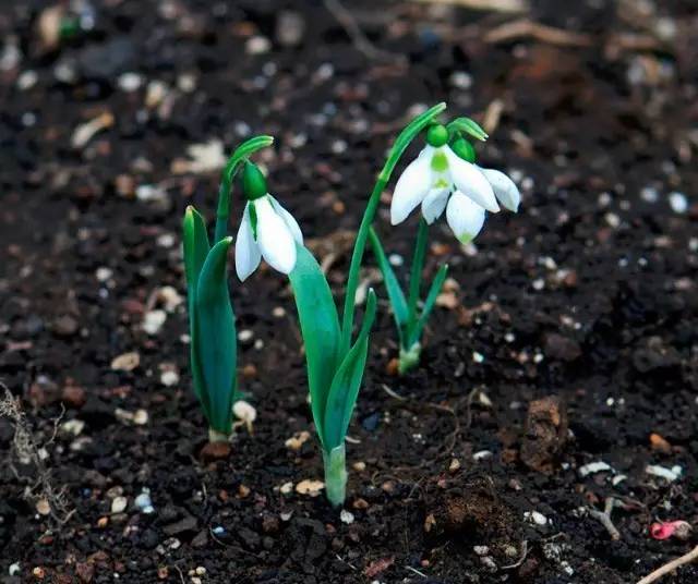卖萌多半是天生的：6大萌植拯救湿哒哒的心情