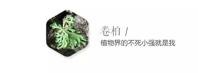 卖萌多半是天生的：6大萌植拯救湿哒哒的心情
