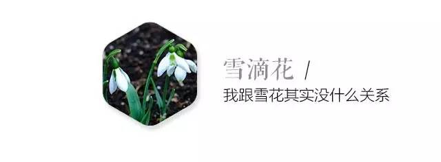 卖萌多半是天生的：6大萌植拯救湿哒哒的心情
