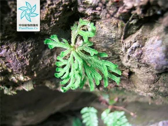 卖萌多半是天生的：6大萌植拯救湿哒哒的心情