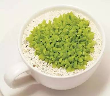 卖萌多半是天生的：6大萌植拯救湿哒哒的心情