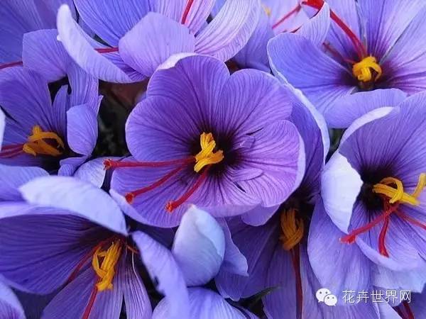 让《疯狂动物城》疯狂的藏红花