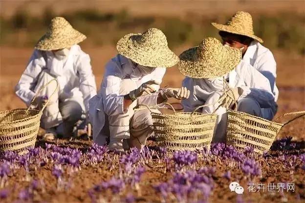 让《疯狂动物城》疯狂的藏红花