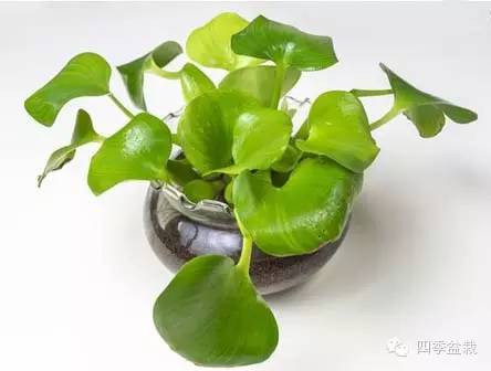 水葫芦怎么在家里养?